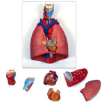 Seven-Piece Lung And Larynx Set